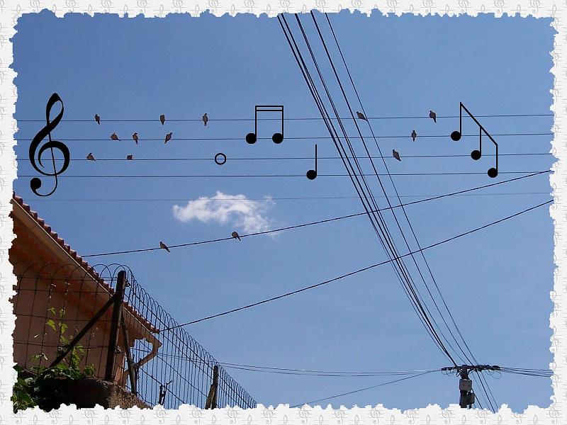 Pigeons_musiciens.jpg - Tourterelles mlomanes