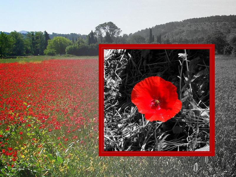 coquelicot_2.jpg - Coquelicot(s)
