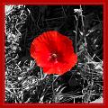 coquelicot_1