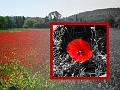 coquelicot_2