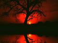 un_arbre